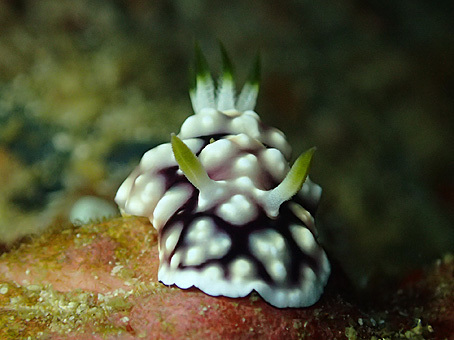 2015malapascua1.jpg