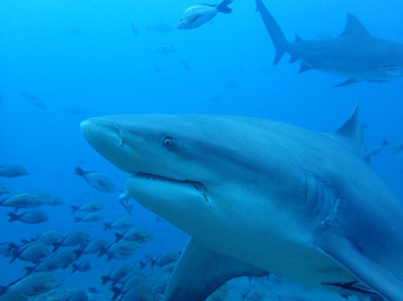 2016fiji80.jpg
