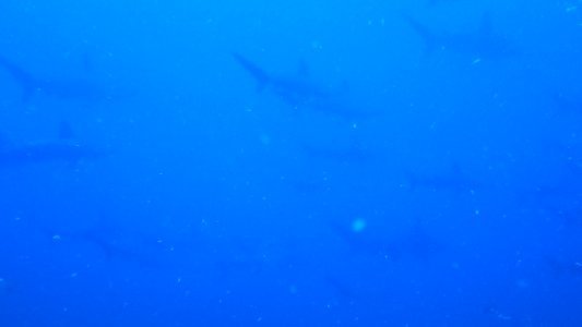 aki0729mikomoto2.jpg