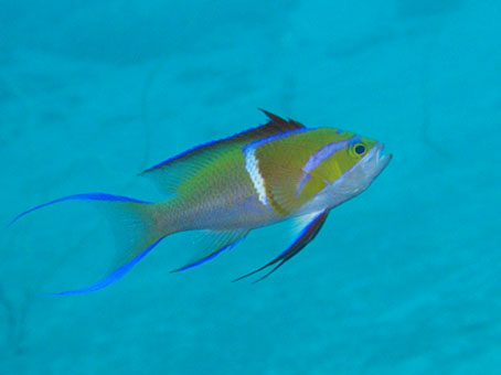 aki121202ose.jpg