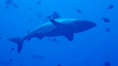 akipalau01.jpg