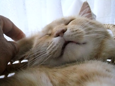 nekoten2.jpg