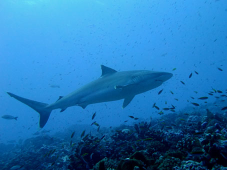 rangiroa1.jpg