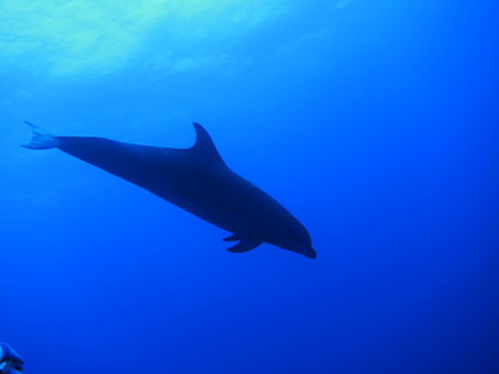 rangiroa3.jpg