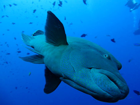 sakamaki14palau4.jpg