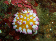 tago110506igaguri.jpg