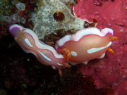 tago110506nomea.jpg