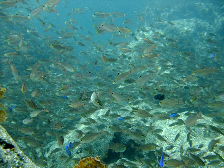 toi0803nenbutsu.jpg